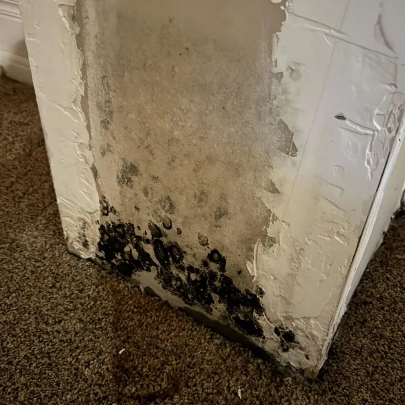 Professional Mold Removal in Jones, OK